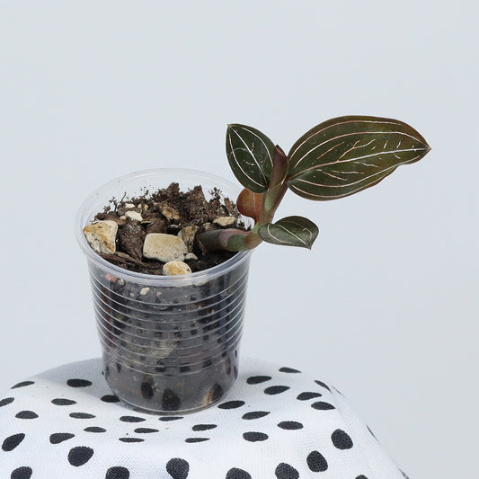 Ludochilus 'Sea Turtle'