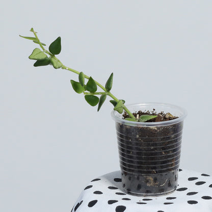 Hoya sp. aff. chinghungensis