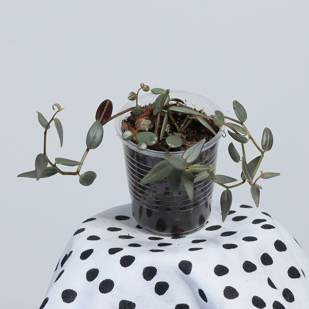 Peperomia jamesoniana