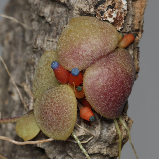 Dischidia cochleata (Kalsel)