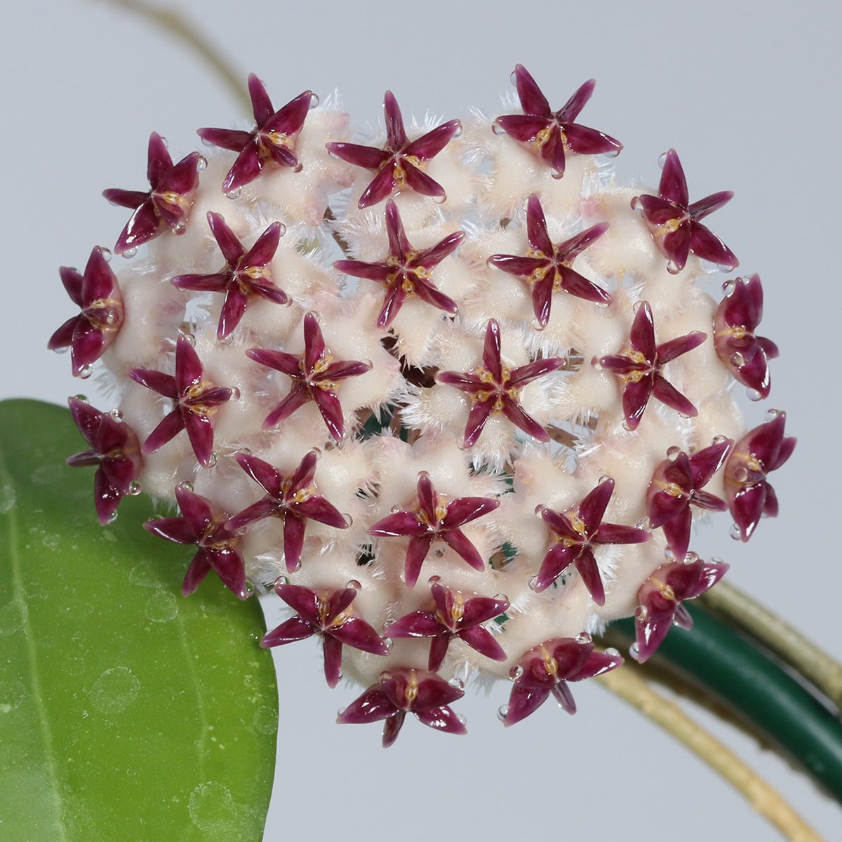 Hoya erythrostemma