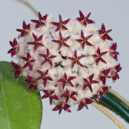 Hoya erythrostemma