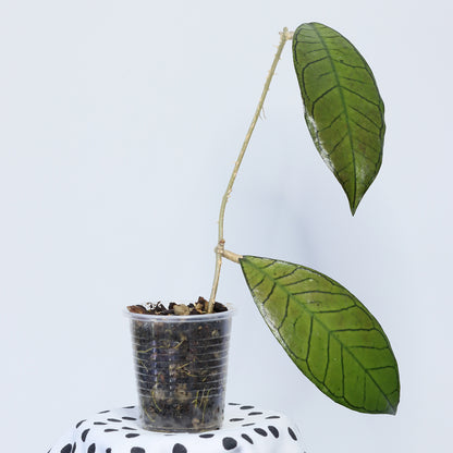 Hoya sp. Gunung Gading, Borneo