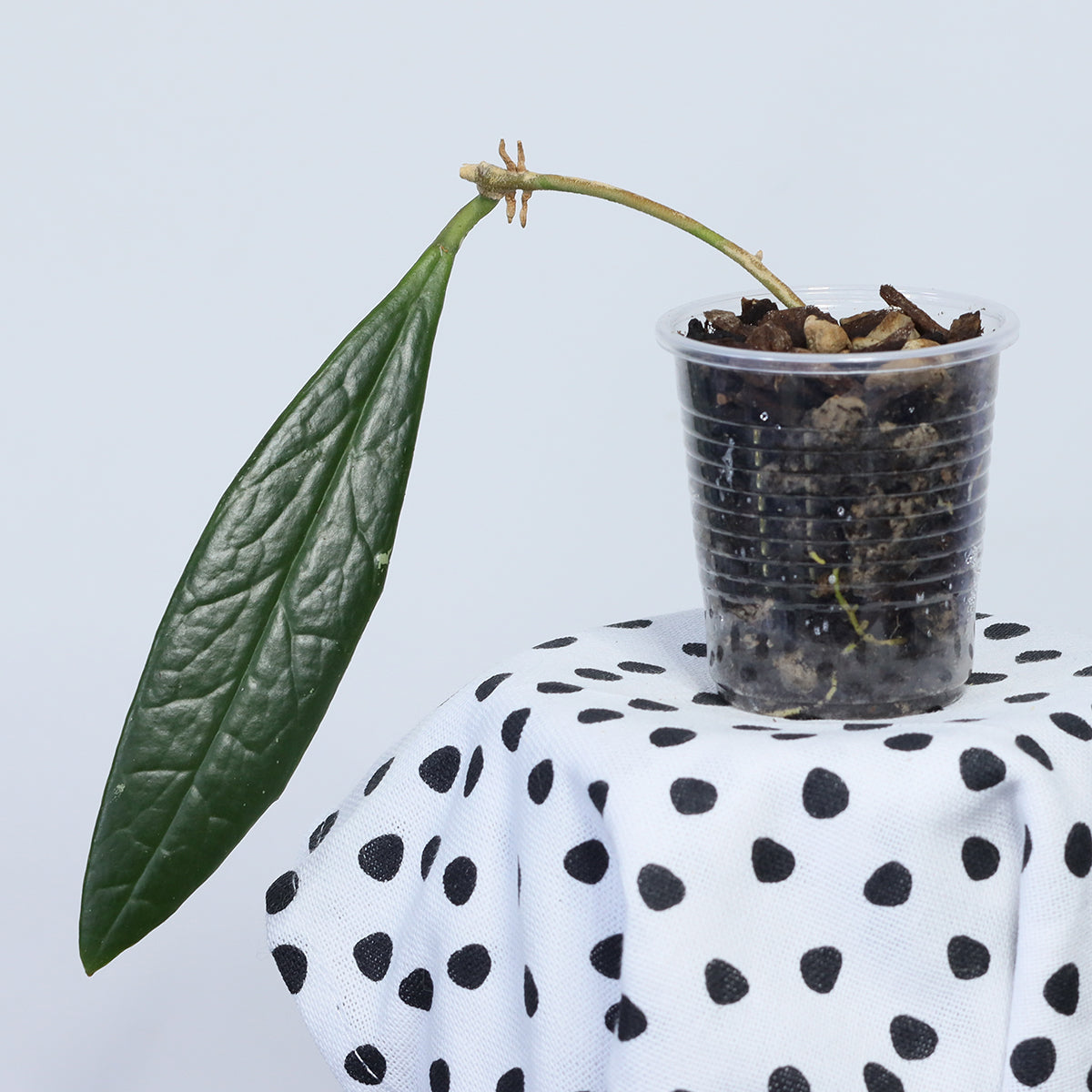 Hoya sulawesiana (dark corona)