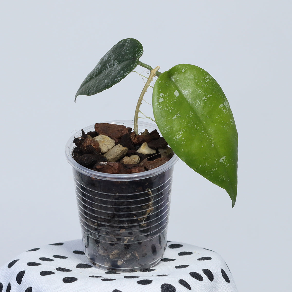 Hoya sangguensis (Malaysia)