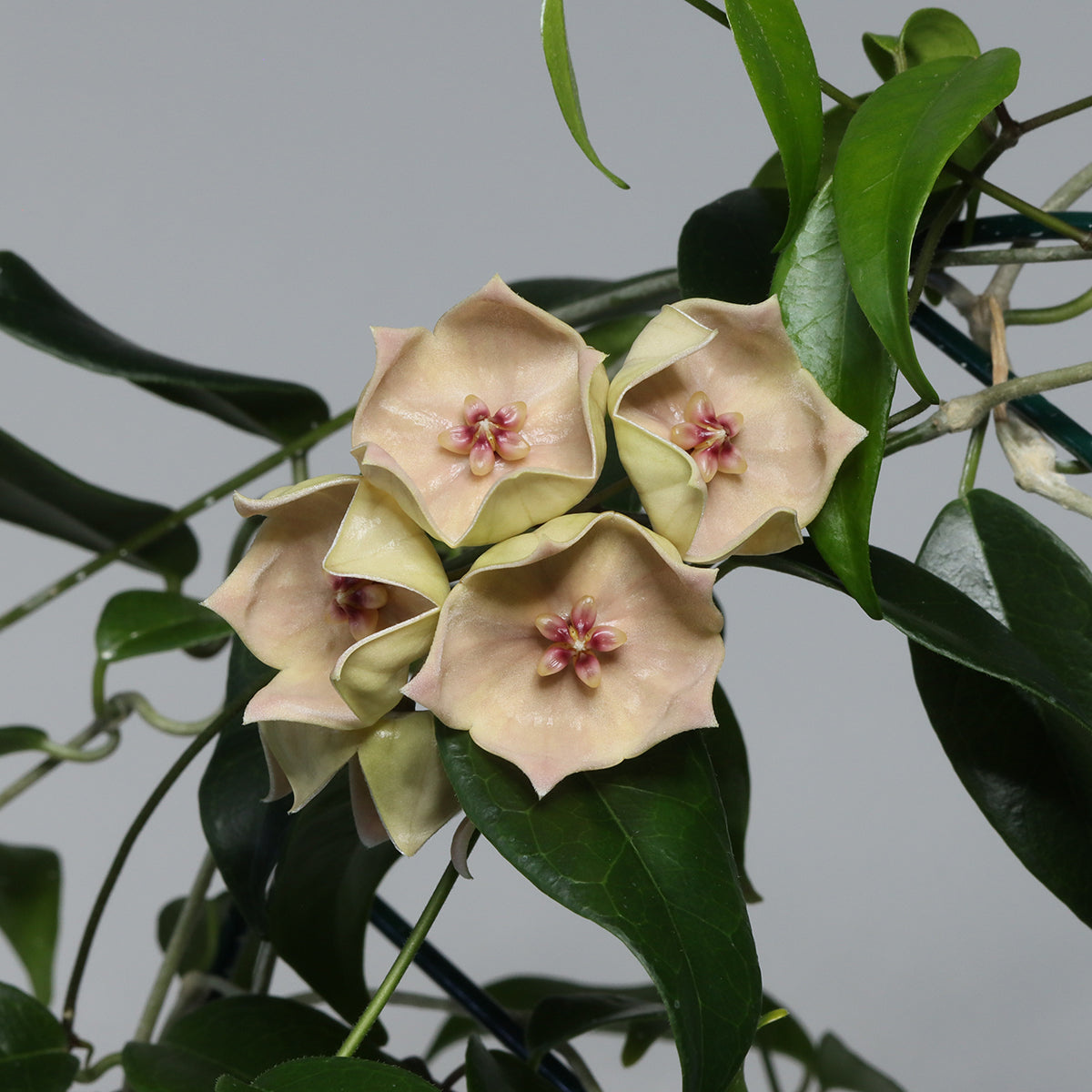 Hoya megalantha (NS05-038, Viti Levu)