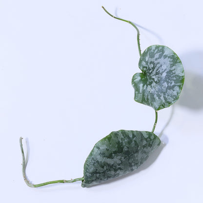 Hoya imbricata (red corona)