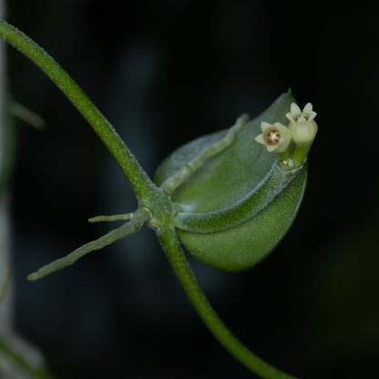 Dischidia sp. Timor
