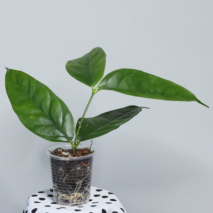 Hoya danumensis ssp. danumensis