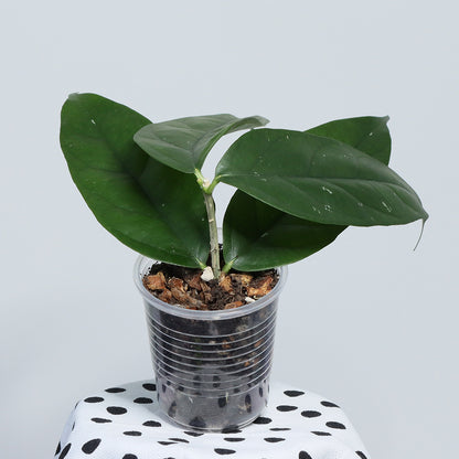 Hoya danumensis ssp. danumensis