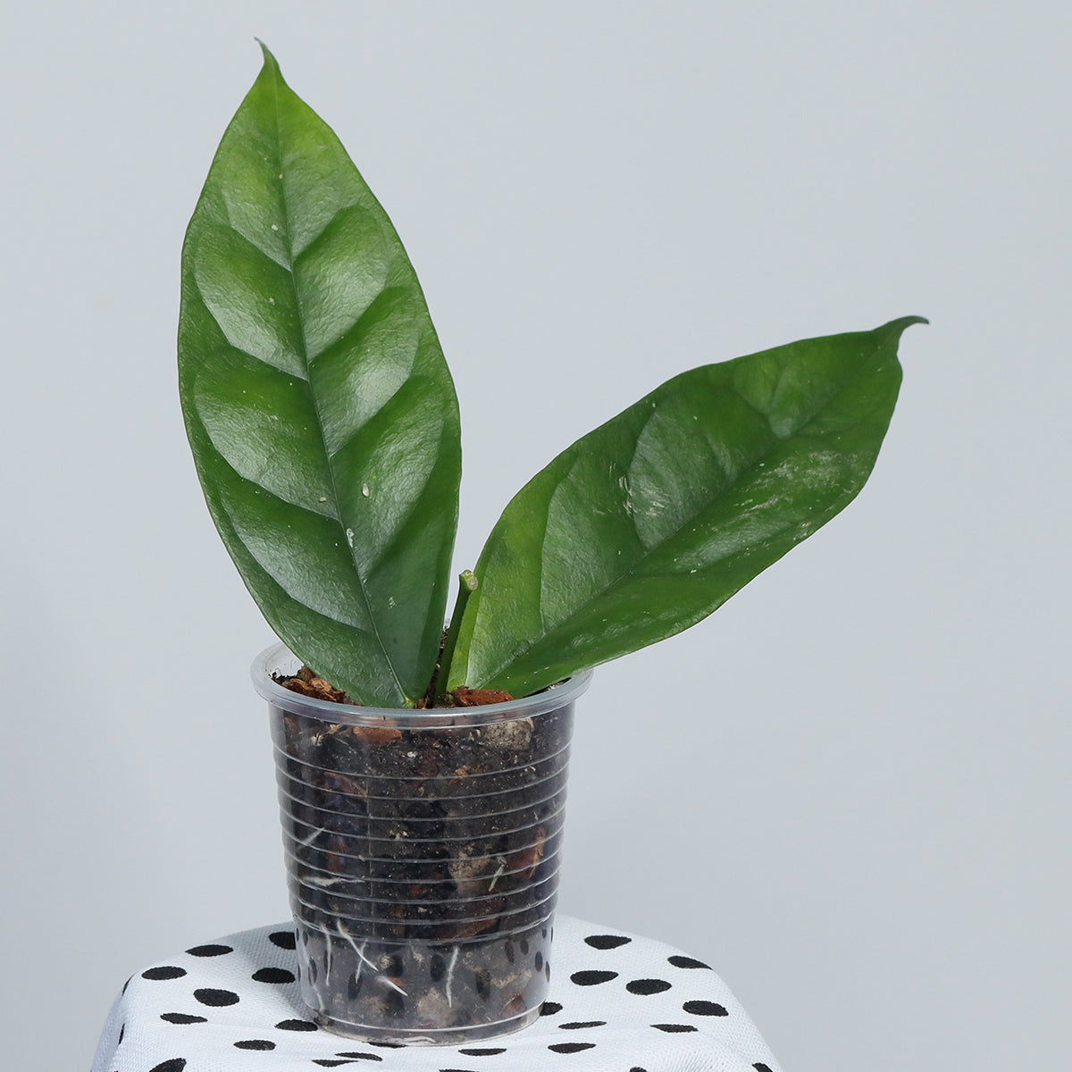 Hoya danumensis ssp. danumensis