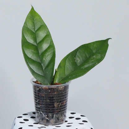 Hoya danumensis ssp. danumensis