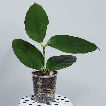 Hoya danumensis ssp. danumensis