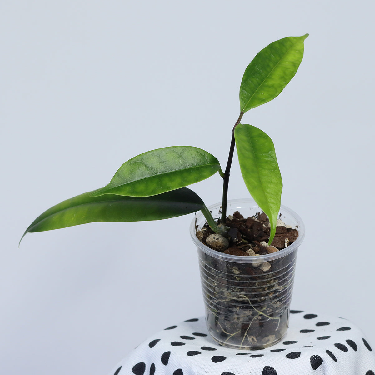 Hoya thuathienhuensis