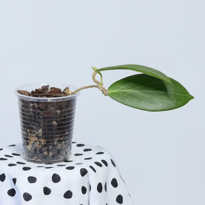 Hoya camphorifolia (PW1307-03)