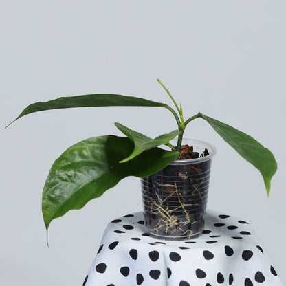 Hoya lasiantha (syn. praetorii)