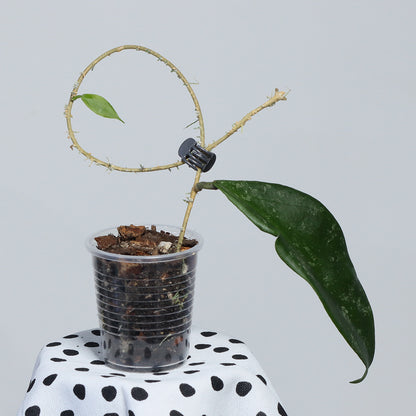 Hoya caudata (yellow flower)