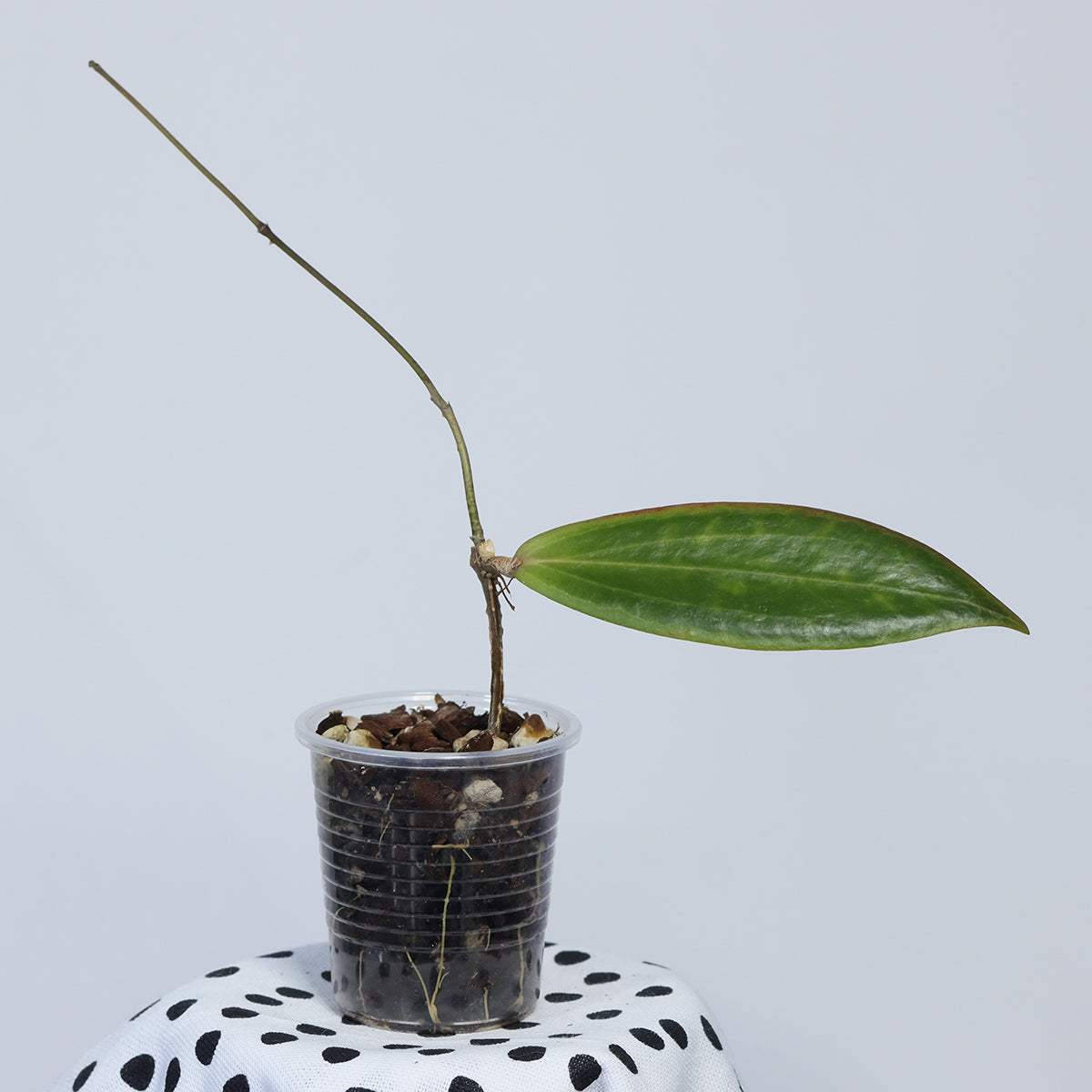 Hoya blashernaezii ssp. siariae (orange, PW1307-17)