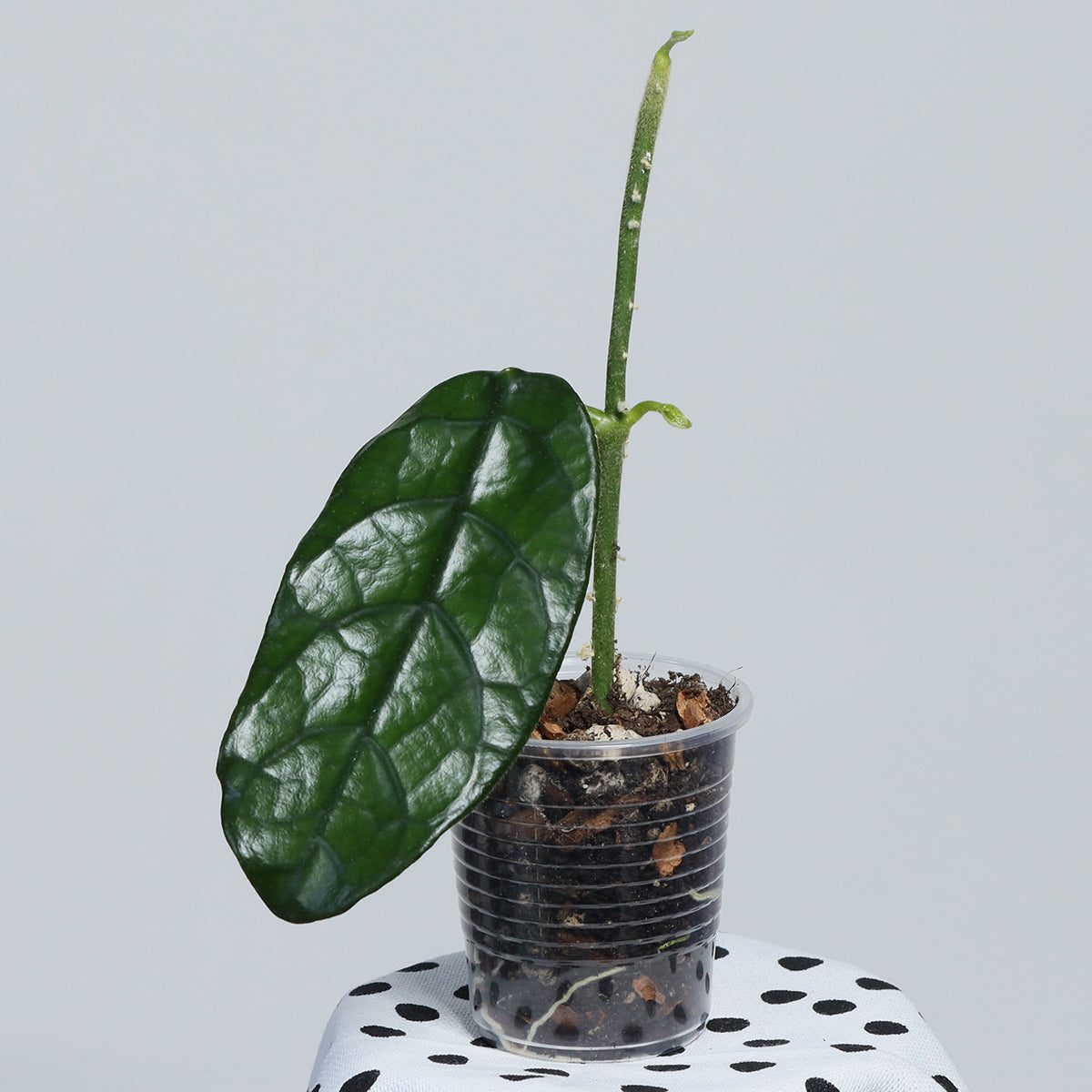 Hoya globulosa (small leaf)