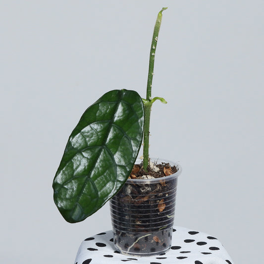 Hoya globulosa (small leaf)