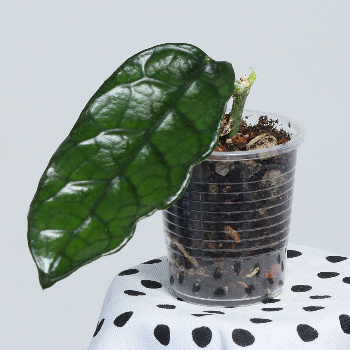 Hoya globulosa (small leaf)