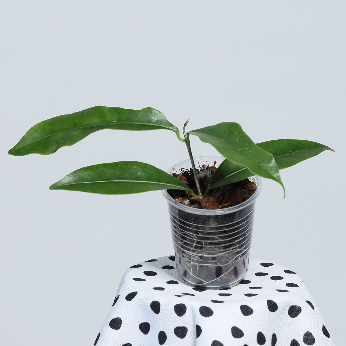 Hoya wallichii ssp. tenebrosa (Kalimantan, SLM-02)