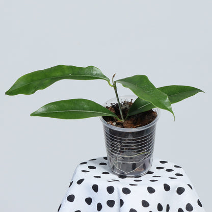 Hoya wallichii ssp. tenebrosa (Kalimantan, SLM-02)