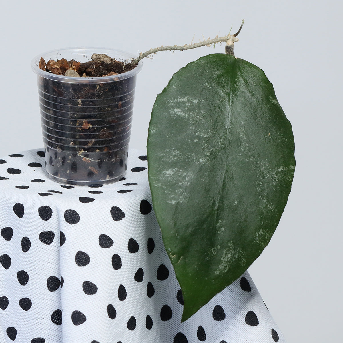 Hoya caudata (NS10-116)