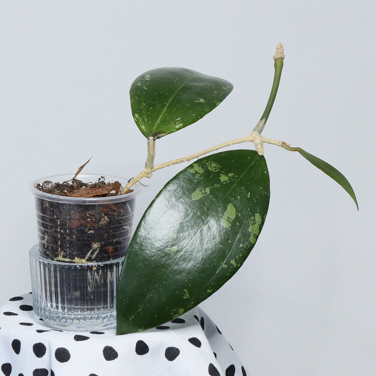 Hoya verticillata (Unknown/PRS Thailand)
