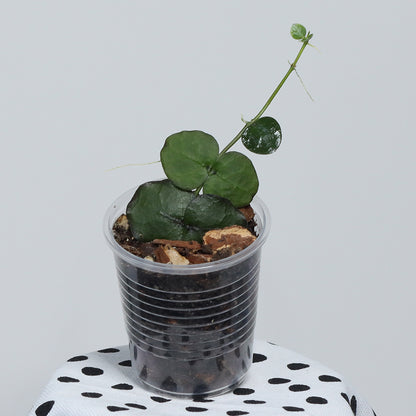 Dischidia imbricata (Java)