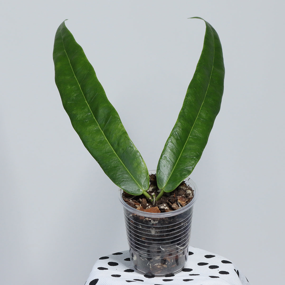 Hoya surisana