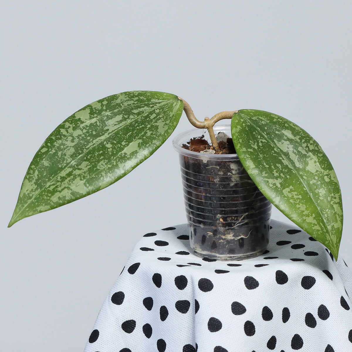 Hoya verticillata (IML 1618)
