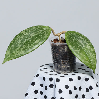 Hoya verticillata (IML 1618)