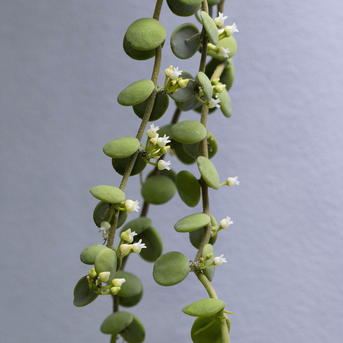 Dischidia nummularia (small, round leaves)