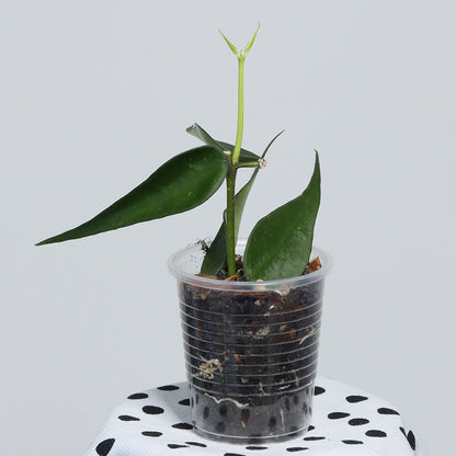 Hoya burmanica (Vietnam)
