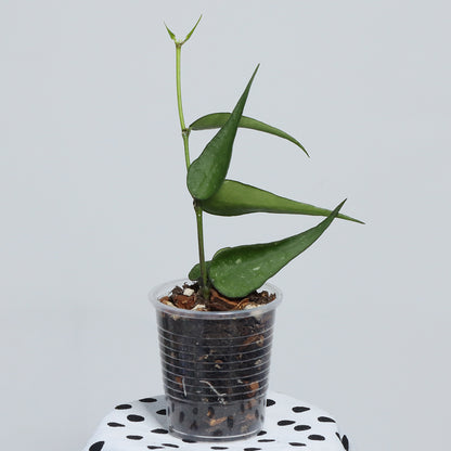 Hoya burmanica (Vietnam)