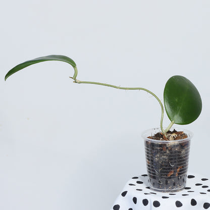 Hoya mindorensis (red star)