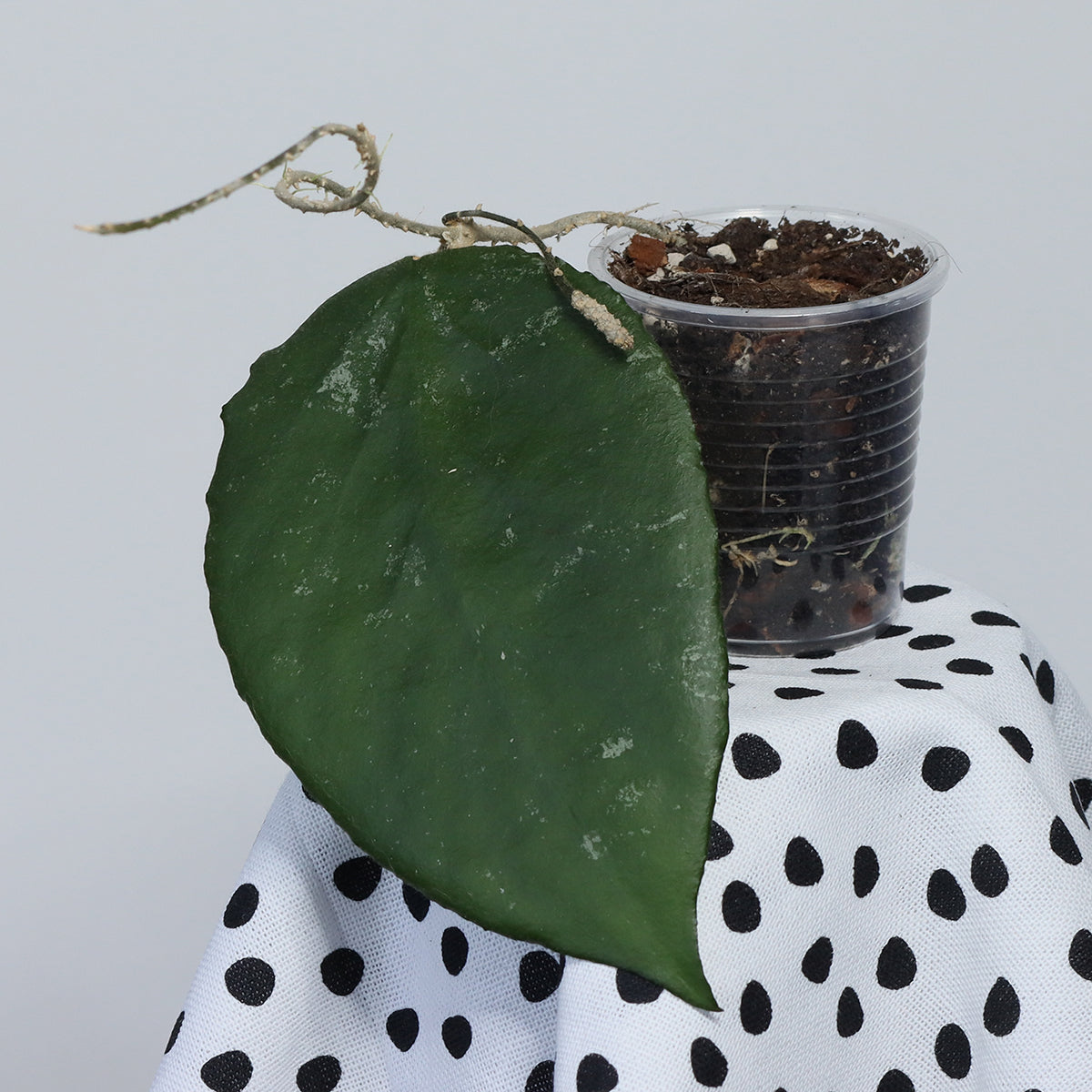 Hoya caudata (NS10-116)