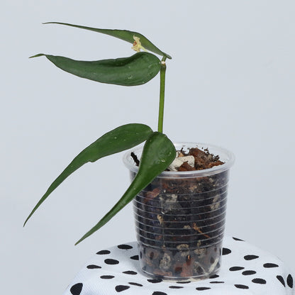 Hoya burmanica (Vietnam)