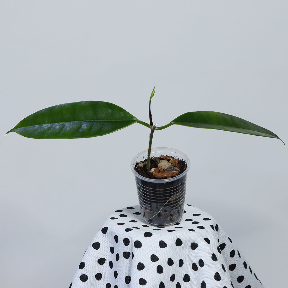 Hoya thuathienhuensis