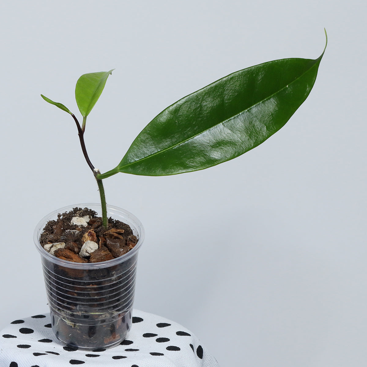 Hoya thuathienhuensis