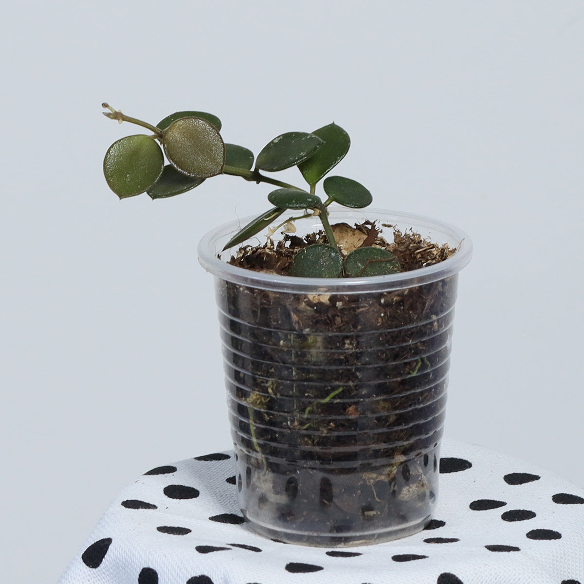 Hoya boycei