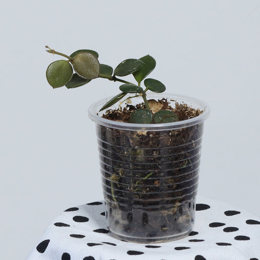 Hoya boycei