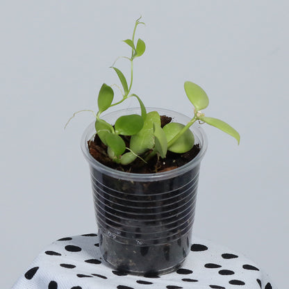 Dischidia vidalii