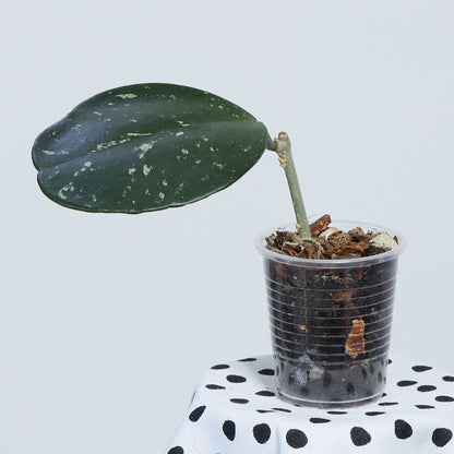 Hoya obovata