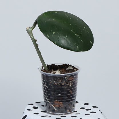 Hoya obovata