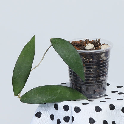 Hoya flagellata (gold)