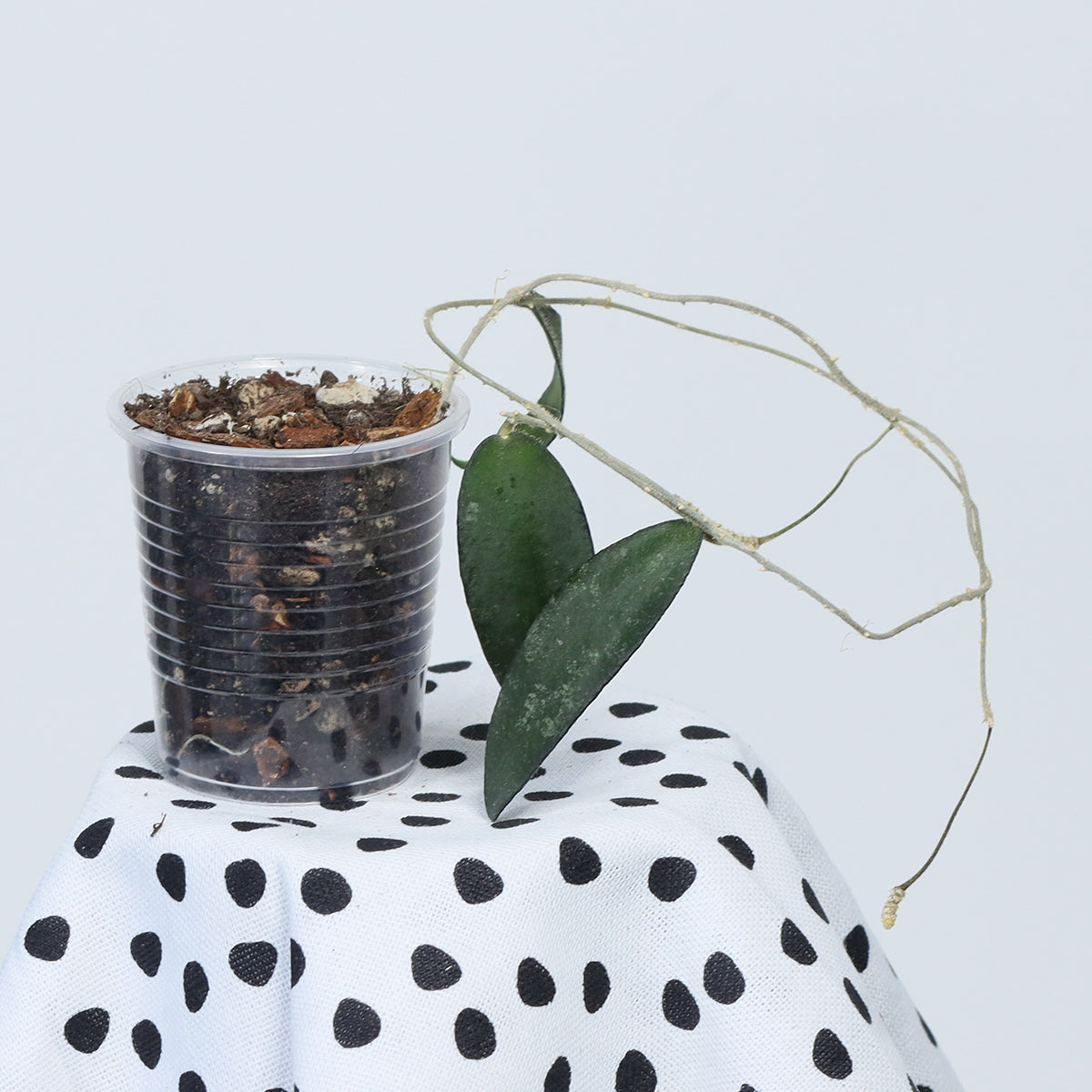 Hoya flagellata (gold)