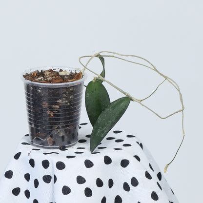 Hoya flagellata (gold)