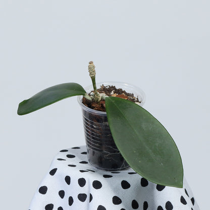 Hoya mindorensis (red star)